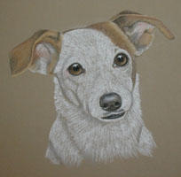 Jack Russel Terrier  - Trixie