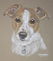 jack russell portrait - Jack