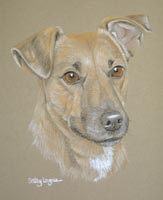 jack russell portrait - Molly