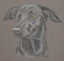 labrador cross - Bracken