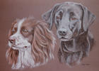 Springer Spaniel and Lab