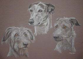 Lurchers - Max Tess and Jade