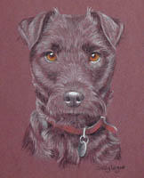 Patterdale Terrier - Tonto