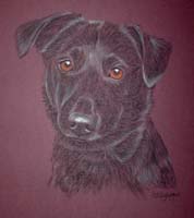 patterdale cross - Tino