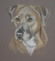 Pit Bull Terrier - Tess