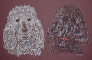 poodles - timmy and benji