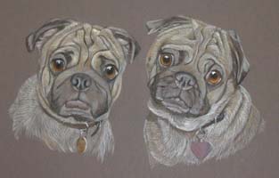 Pugs - Huckleberry and Clementine