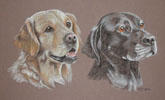 Retriever and Labrador