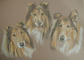 Rough Collies - Kelly, Ondie and Seb