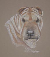 shar pei - Chez-nay