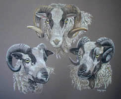  pastel drawing of shetland sheep by sally logue