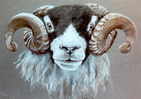 pastel drawing of swaledale sheep  by Sally Logue, limited edition print