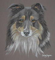 dog portrait - Sheltie - Shetland Sheepdog