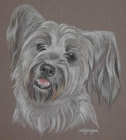 Skye Terrier - Bonnie