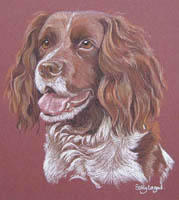 Springer Spaniel - Jess