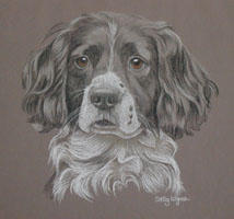 Springer Spaniel - Sam