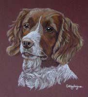 springer spaniel portrait Tar