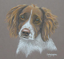 Springer Spaniel