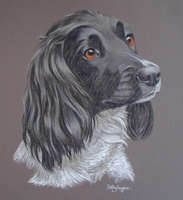 Spaniel - Poppy