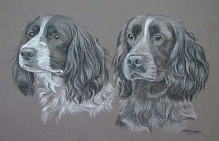 double dog portraits - springer and cocker spaniel