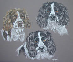 springer spaniels