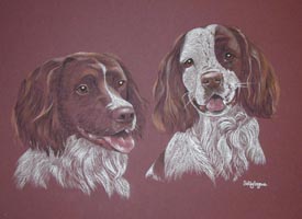 springer spaniel portraits Max and Tye