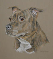 Staffordshire_bull_terrier-Dina