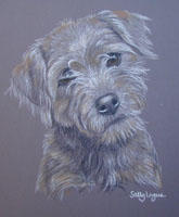 Terrier - Molly