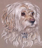 terrier dog portrait - Mellow