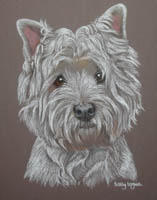 Westie - Misty