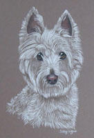 Westie - Molly