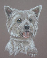 West Highland Terrier dog portrait - Polly