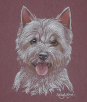 Westie_Sooty