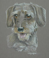 wirehair dachshund dog portrait - Bobby