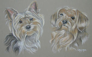 double dog portraits - Yorkshire terriers_Yorkies