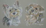 Yorkshire terriers_Yorkies