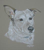 australian cattledog Toby