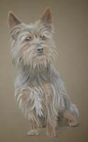 Full body portrait of Australian terrier Rolo