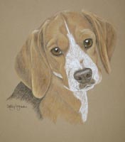 beagle portrait - Bailey