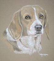 beagle portrait - Kiki