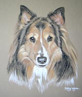 bearded collie portrait - Lady