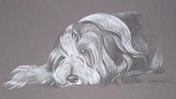 bearded_collie_fabia