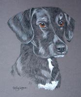 bedlington terrier / black lab cross - Alfie
