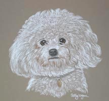 Bichon Frise - Benji