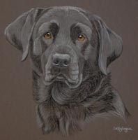 Black Labrador - Bramble