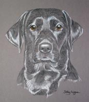 black lab - Nika