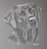 black labrador - portrait of Abbey