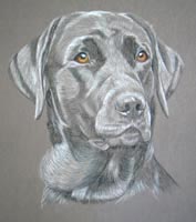 black lab portrait - Bob