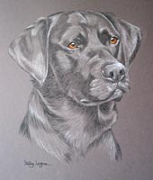 black lab portrait _ Jazz