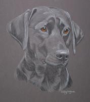 Black Lab - Max